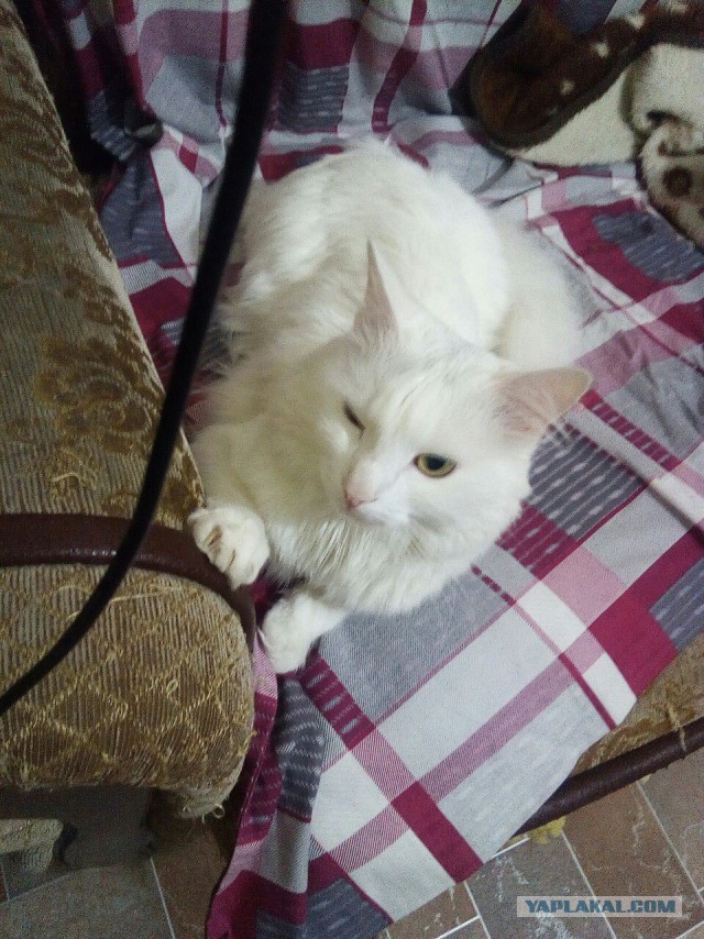 Котовторник 22.05.2018