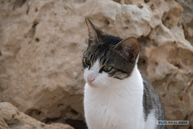 Котовторник на ЯПлакал!
