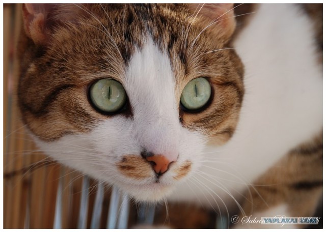 УРРААА ! Котовторник на ЯПлакалъ !