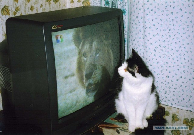 Котовторник на ЯПлакалъ: Кото и кто-то!