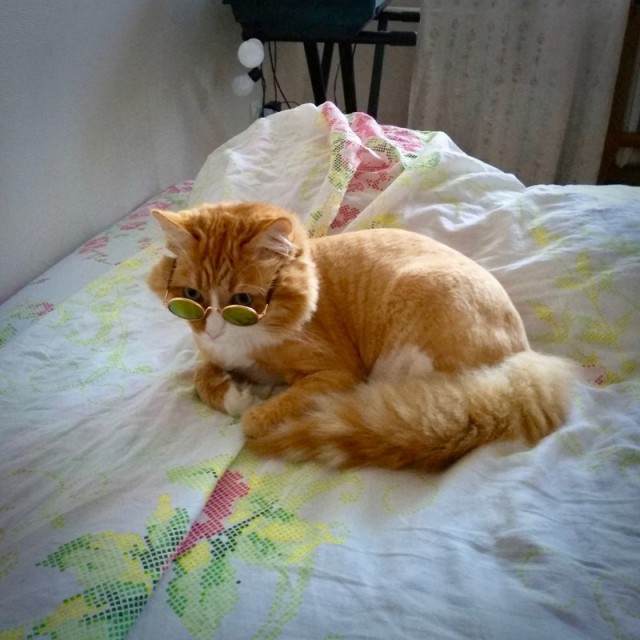 Прикольных котов пост