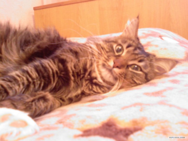 Котовторник 1.02.2011