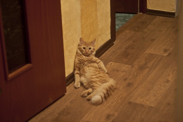 Котовторник стартует