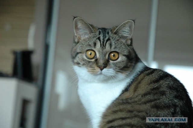 Котовторник в "КотоГетто"