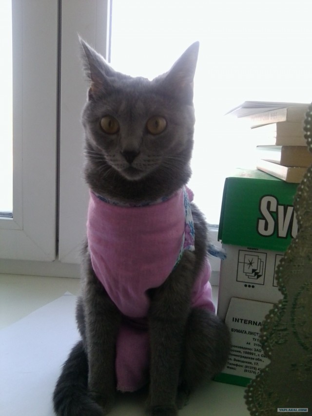 Котовторник 17 января
