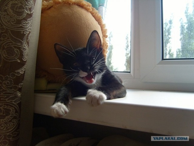 Котовторник (07.02.2012)