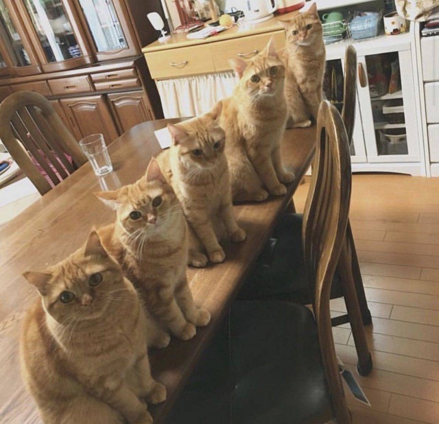 Прикольных котов пост
