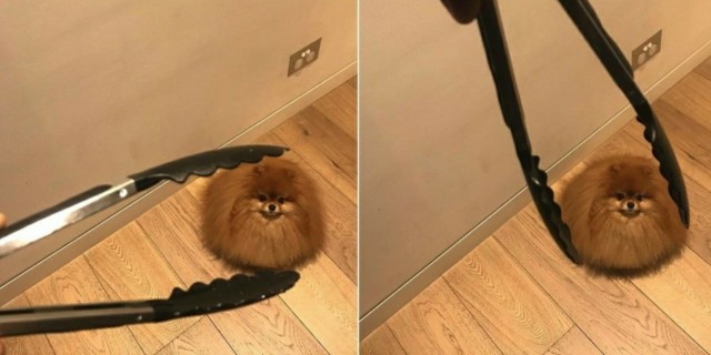 Живность из сети