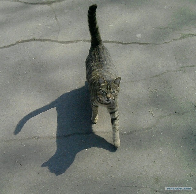 Котовторник 24.04.2012