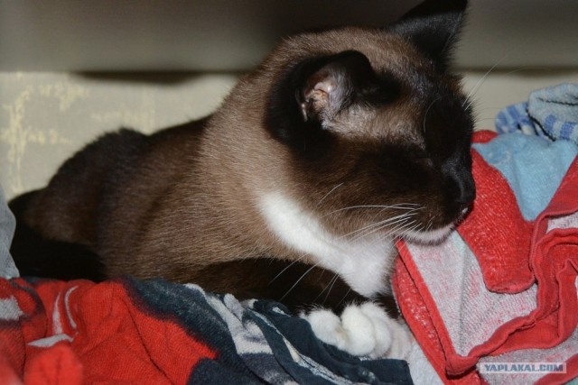 Котовторник 31.07.2012 г.