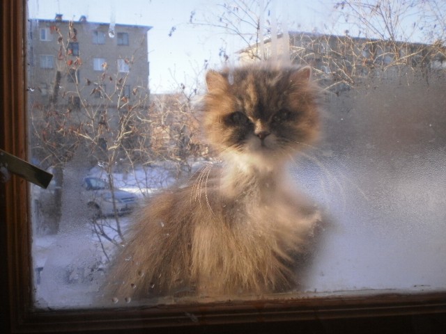 Котовторник  14.08.2012.