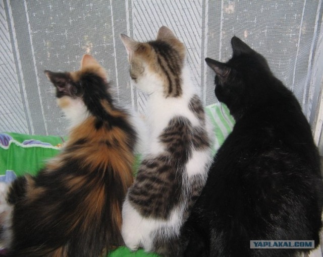Котонянька и котовторник