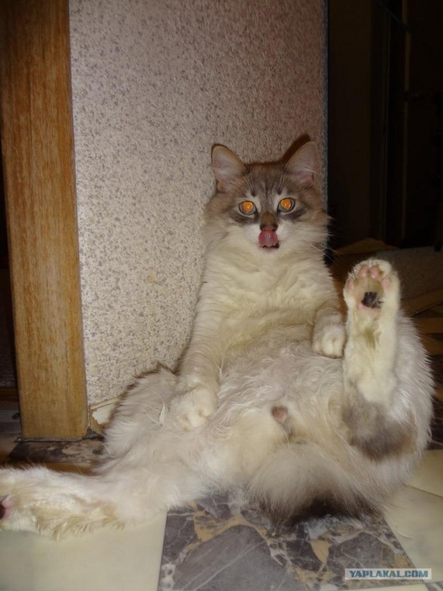 Котовторник 29.01.2013