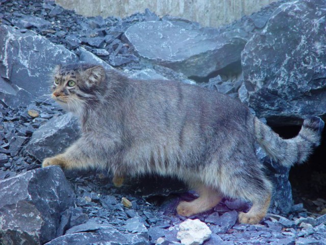 Дикий котовторник