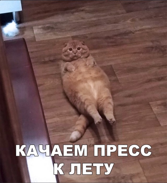 Забавные фото котеек