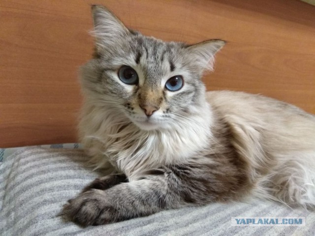 Котовторник!