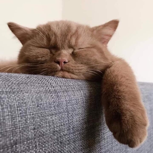 Забавные фото котеек