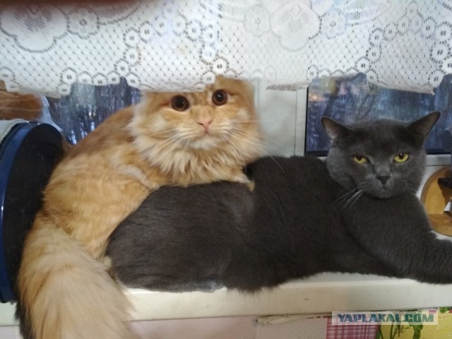 ЯП в кошках