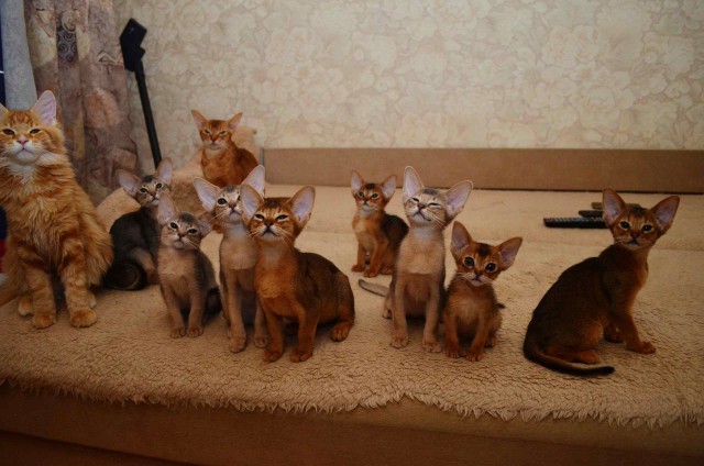 Забавные картинки с котами из сети