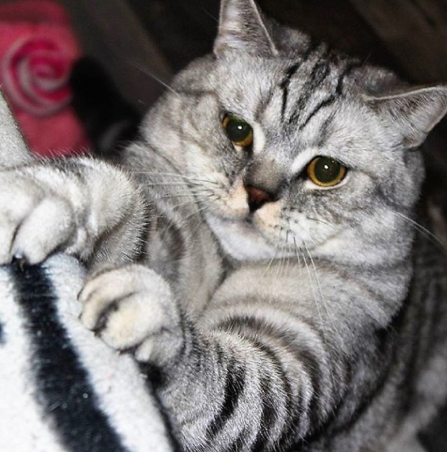 Котофеев пост