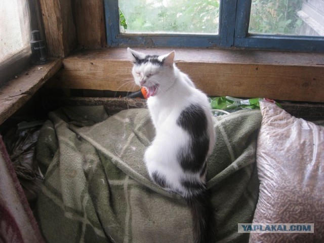 Жизнь домашнего приюта для котеек 301