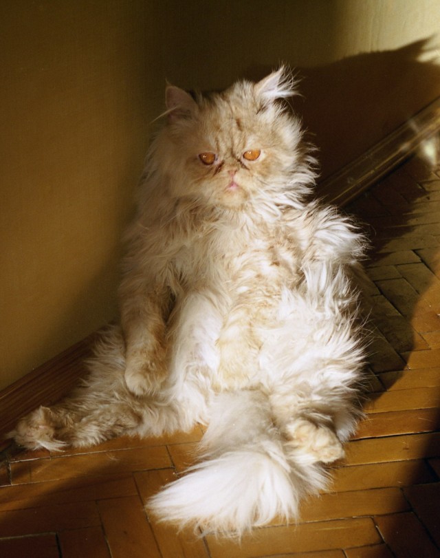 Отжабте моего кота