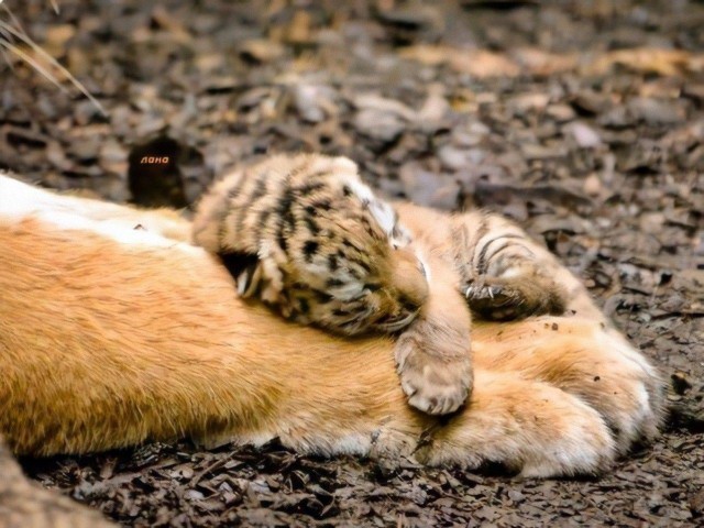 Эти забавные животные