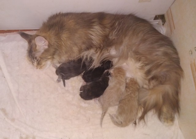 Котовторник. Пополнение семейства
