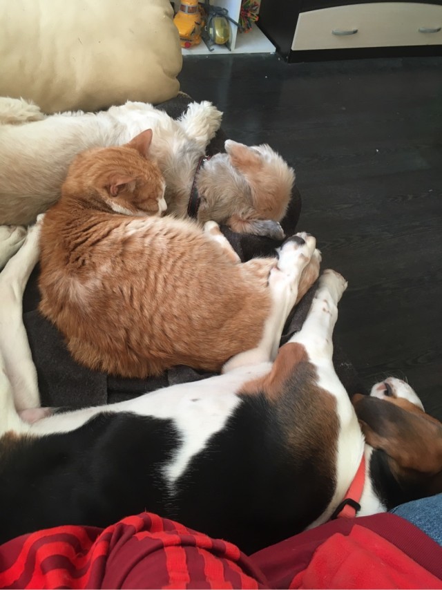Котовторнику посвящается