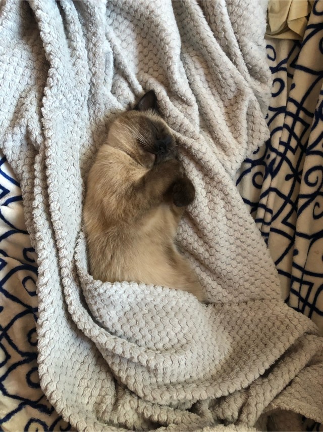 Даешь котовторник!