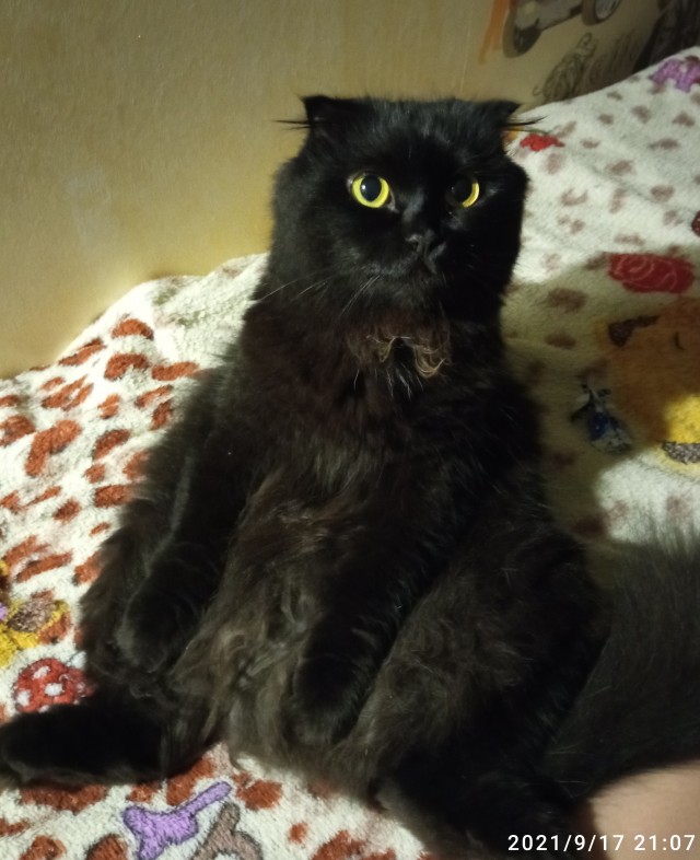 Котовторник 28.09.21