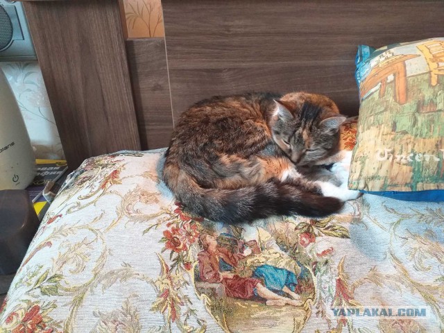 Кот который прожил жизнь