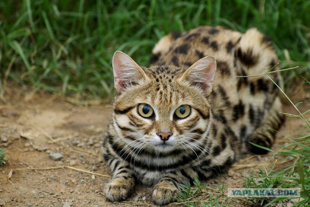 Сильнее кошки зверя нет