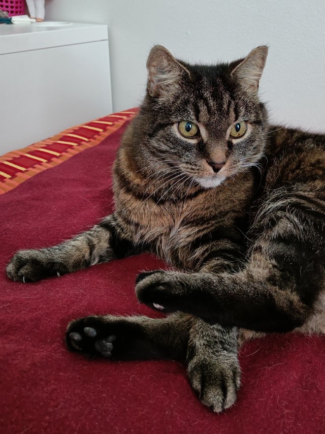 Котовторниковское