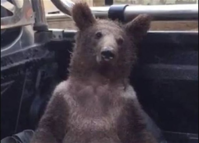 В Турции спасли медведя, который опьянел после употребления галлюциногенного меда.
