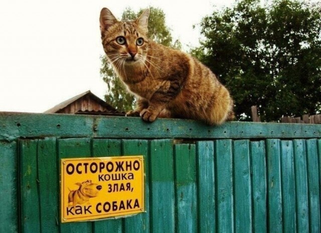 Стабильно непредсказуемы