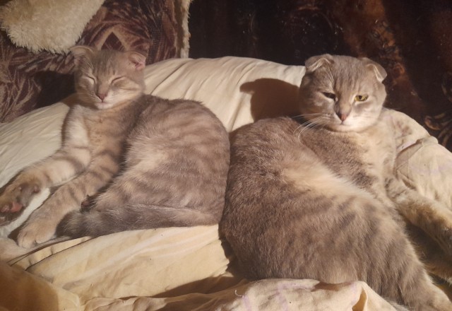 Котенок, уснувший в объятиях папы-кота.