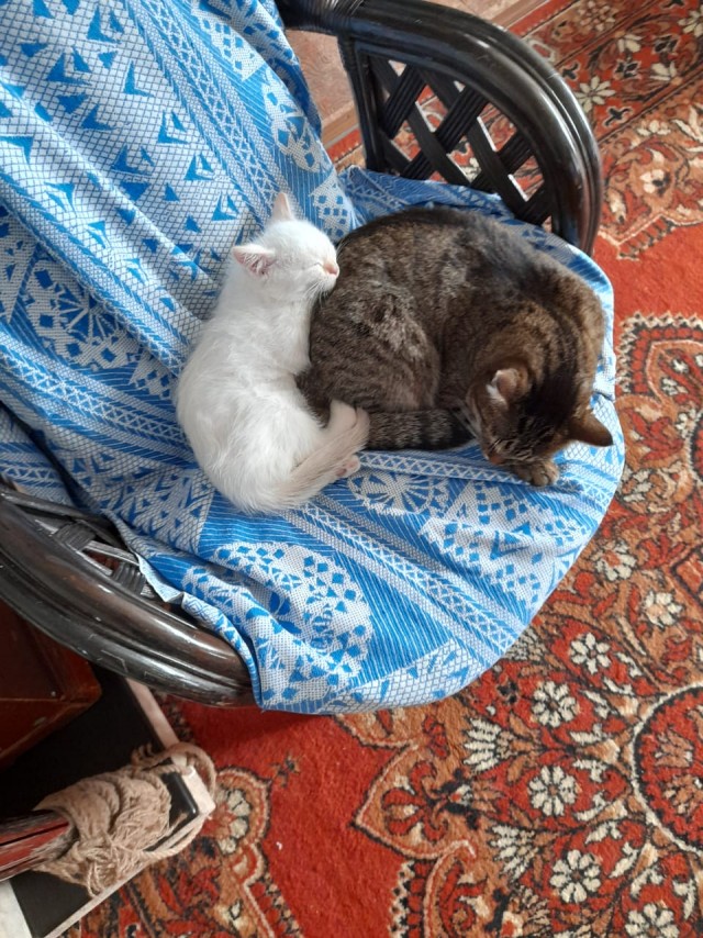 Котенок проснулся