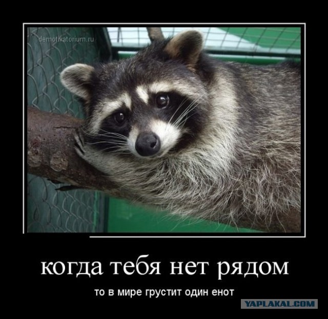 Енот!  Будь бдителен!