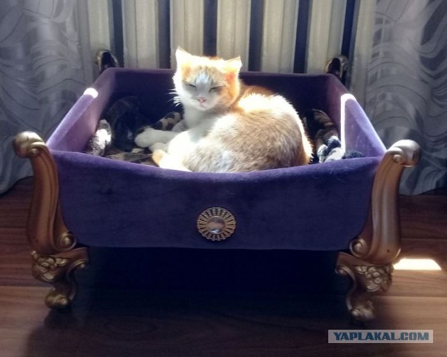 Котовторник