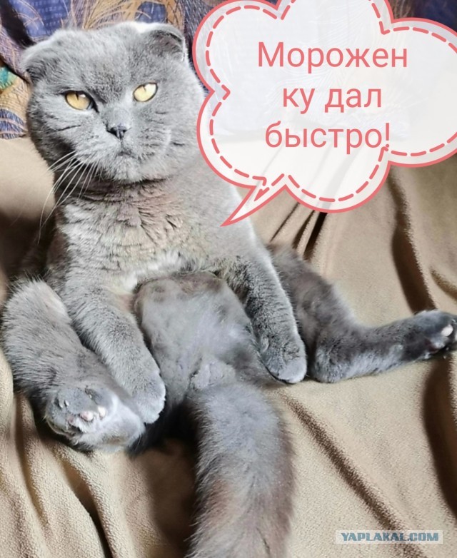 Милота