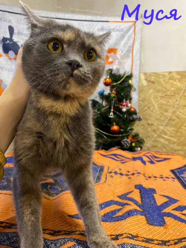Жизнь домашнего приюта "Котоленд" 371