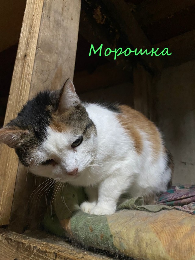 Жизнь домашнего приюта "Котоленд" 381