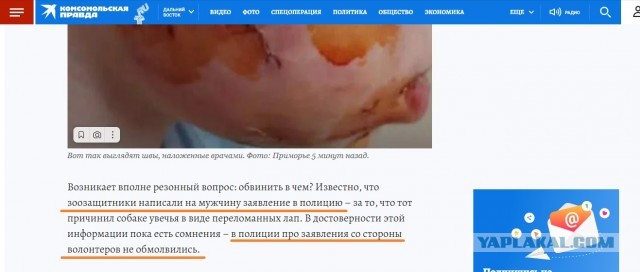 В Приморье бездомная собака напала и изуродовала ребенка, а зоозащитники написали заявление на отца, который спас сына