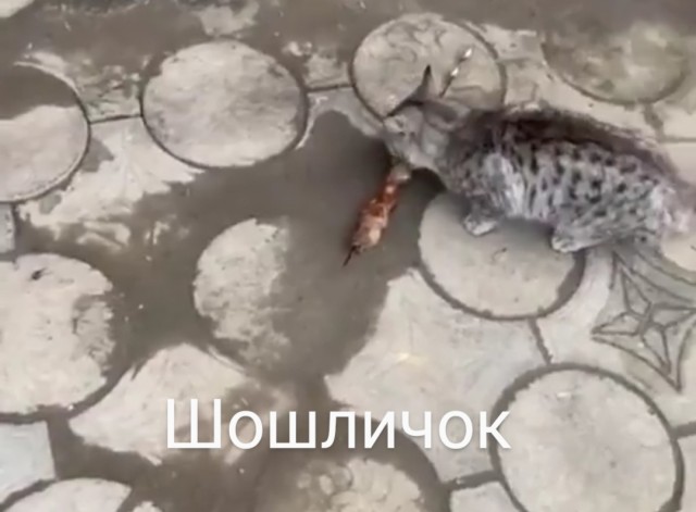 Картинки и мемы, всяко разно - 179
