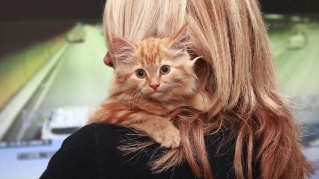 В автомобильном туннеле Мельбурна спасли котенка