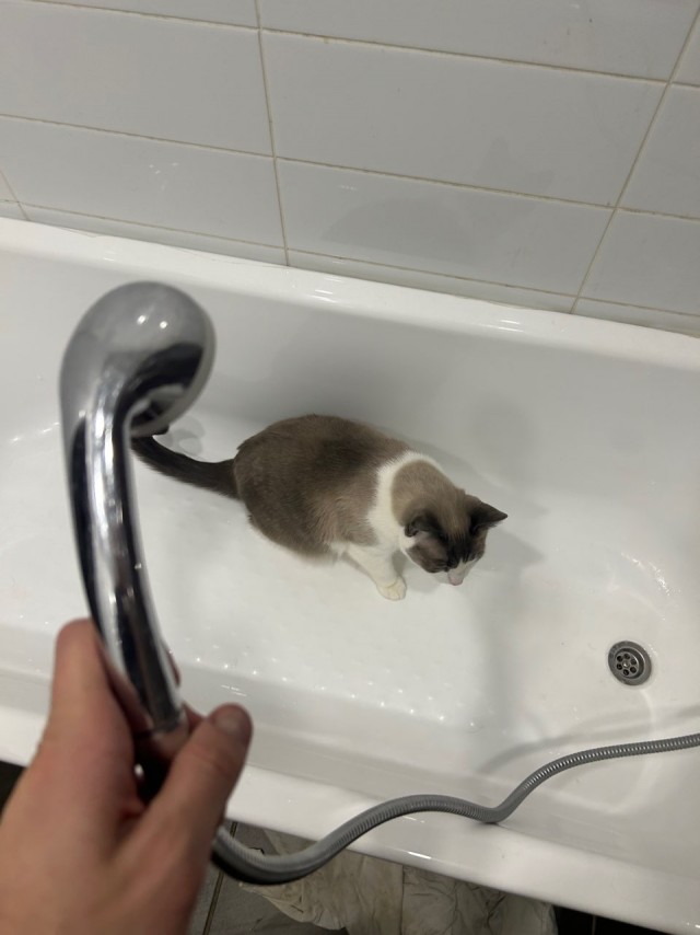 Котокартинки