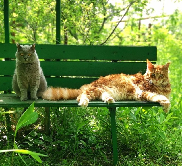 Лапы коротки