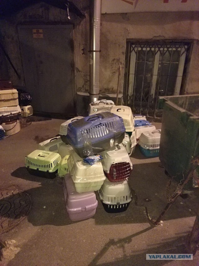 Кошачий приют