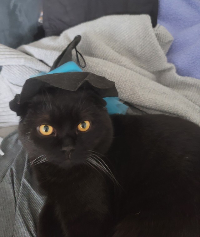 Всех с котовторником